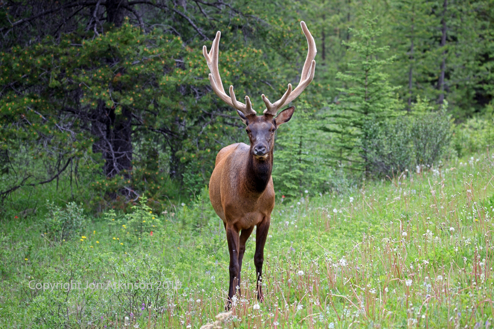 WElk, Banff National Park. Wapiti Elk